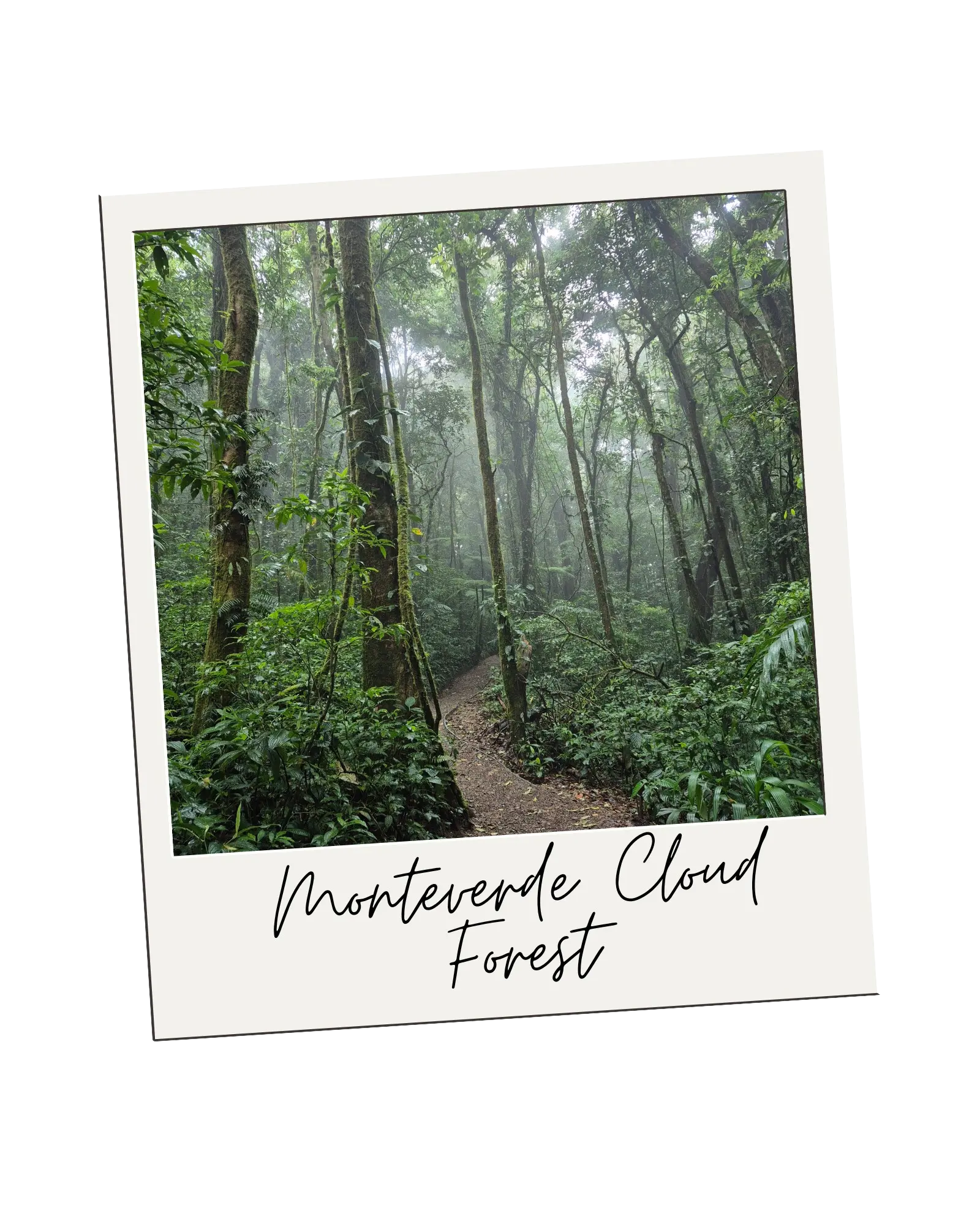 Monteverde Cloud Forest